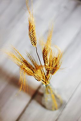 포토 JPG 해외이미지 음식 빵 백그라운드 농업 재료 자연 벽지 건조 건강 옥수수 씨앗 사람없음 목재 여름 농작물 꽃병 식사 빵집 수확 광선 가을 시골 황금 낟알 시리얼 밀 날것 귀 스파이크 밀짚 해외202004 해외포토 나무 식물 계절 꽃 산업 곡류 신체부위 상점 짚 생태계 파일형식 이미지허브