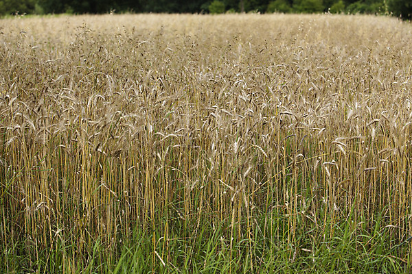 포토 JPG 해외이미지 식물 음식 백그라운드 밭 농업 자연 씨앗 사람없음 야외 가로 농작물 농장 농경지 노란색 성장 농촌 황금 닫기 시리얼 밀 밭일 해외202004 해외포토 산업 컬러 모션 곡류 시골 생태계 파일형식 이미지허브