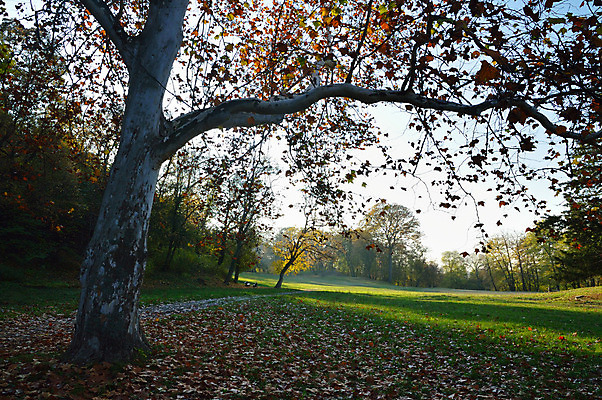 포토 JPG 해외이미지 나무 계절 공원 단풍 잎 밭 자연 풍경 사람없음 야외 목재 초록색 빛 컬러풀 햇빛 고요 가을 나뭇가지 숲 해외202004 해외포토 식물 공공시설 컬러 농업 재료 태양 생태계 파일형식 이미지허브