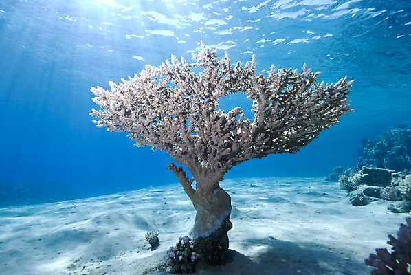 포토 JPG 해외이미지 나무 바닥 이집트 국립공원 풍경 사람없음 모래사장 햇빛 수중 싱글 파란배경 홍해 해외202004 해외포토 식물 공원 바다 백그라운드 아프리카 파란색 태양 파일형식 이미지허브