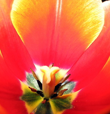 포토 JPG 해외이미지 식물 꽃잎 꽃 분홍색 백그라운드 꽃무늬 오렌지 자연 실내 사람없음 빨간색 세로 초록색 침묵 봄 튤립 벚꽃 신선 개화 닫기 향수 고립 꽃수술 파스텔톤 해외202004 해외포토 계절 컬러 무늬 과일 모션 내부 소리 화장품 생태계 파일형식 이미지허브