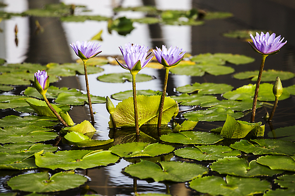 포토 JPG 해외이미지 식물 꽃잎 꽃 호수 분홍색 백그라운드 잎 꽃무늬 자연 연꽃 동양인 사람없음 야외 장식 초록색 물 여름 빛 반사 정원 보라색 스파 고요 봄 벚꽃 신선 개화 백합 당구 심볼 순수 묘사 명상 내추럴 해외202004 해외포토 자연요소 계절 컬러 컨셉 무늬 인종 구기 생태계 파일형식 이미지허브