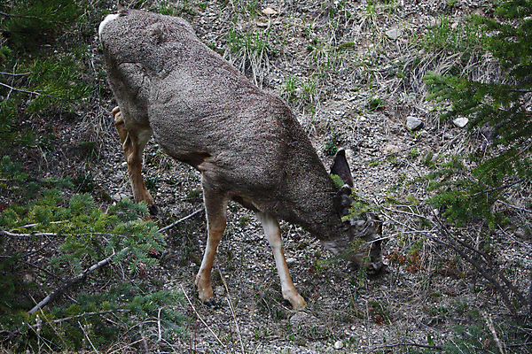 포토 JPG 해외이미지 식물 동물 계절 야생동물 백그라운드 잎 자연 아침 휴식 산 털 뿔 이끼 풍경 사람없음 야외 목재 가로 초록색 빛 평화 환경 달러 봄 나뭇가지 신선 숲 그늘 귀 장면 서식지 아기사슴 암사슴 엘크 해외202004 해외포토 주간 나무 새끼 컬러 컨셉 돈 재료 사슴 신체부위 암컷 생태계 파일형식 이미지허브