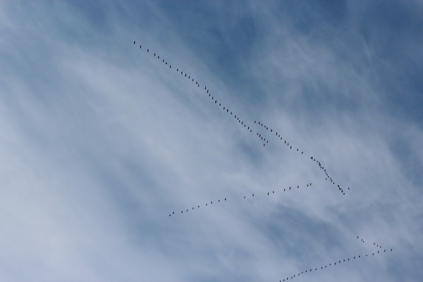 포토 JPG 해외이미지 구름 선 여행 백그라운드 자연 조류 하늘 바람 날씨 프레임 기술 파노라마 풍경 사람없음 야외 가로 여름 파란색 빛 햇빛 우주 활발 자유 흰색 오픈 큼 가득함 그림 질감 천국 멀리 솜털 흐림 수평선 해외202004 해외포토 자연요소 동물 계절 컬러 컨셉 촬영기법 태양 크기 생태계 파일형식 이미지허브
