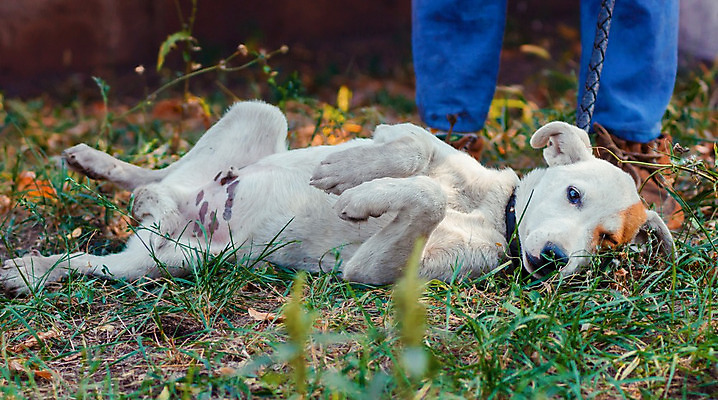 포토 JPG 해외이미지 동물 공원 남자 놀이 휴식 안내 부츠 사람 잔디 사람없음 야외 초록색 반려동물 산책 게임 흰색 청바지 개 강아지 거짓말 다음 입양 해외202004 해외포토 식물 공공시설 컬러 신발 컨셉 바지 포유류 파일형식 이미지허브
