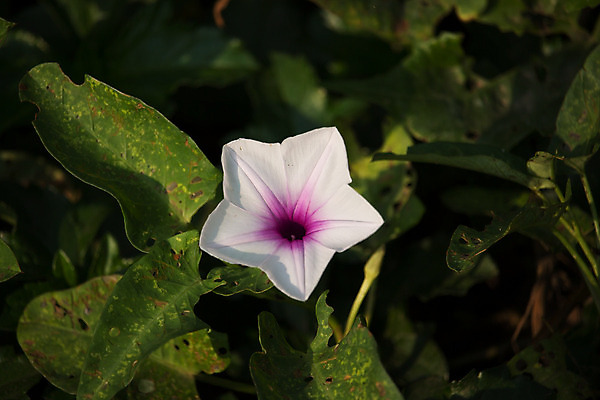 포토 JPG 해외이미지 식물 꽃잎 꽃 분홍색 백그라운드 잎 꽃무늬 자연 아침 사람없음 초록색 여름 보라색 벚꽃 포도나무 해외202004 영광군 해외포토 주간 계절 컬러 무늬 과일나무 전라남도 생태계 파일형식 이미지허브