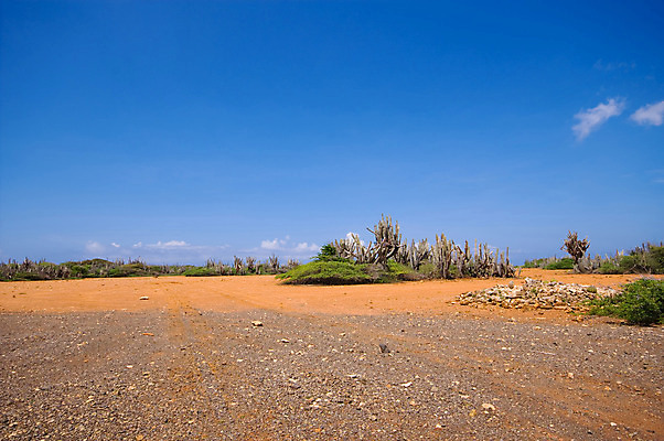 포토 JPG 해외이미지 지구 자연 하늘 선인장 건조 풍경 사람없음 야외 빨간색 초록색 파란색 갈색 사막 황무지 버리기 먼지 가뭄 해외202004 해외포토 식물 컬러 모션 날씨 생태계 파일형식 이미지허브