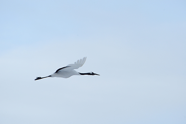 포토 JPG 해외이미지 동물 커플 계절 아시아 야생동물 겨울 자연 조류 왕관 사랑 사람없음 빨간색 일본 검은색 추위 흰색 춤 보호 기중기 홋카이도 해외202004 해외포토 감정 나라 컬러 컨셉 관계 문화예술 중장비 생태계 파일형식 이미지허브