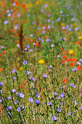 포토 JPG 해외이미지 식물 공원 꽃 백그라운드 잎 패턴 밭 자연 프레임 잔디 사람없음 야외 가로 초록색 환경 축구 봄 활발 신선 보호 땅 허브 원예 심플 내추럴 해외202004 해외포토 계절 공공시설 컬러 컨셉 무늬 농업 취미 구기 생태계 파일형식 이미지허브