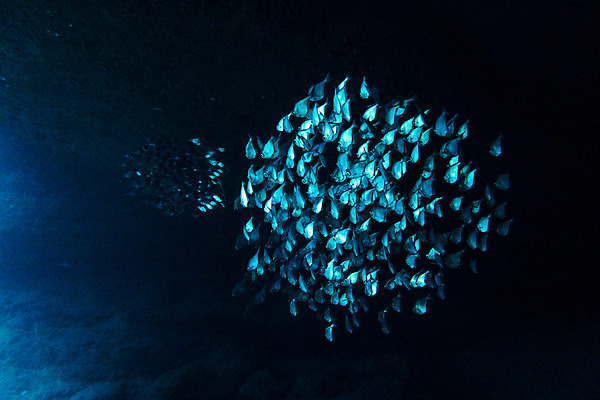 포토 JPG 해외이미지 동물 야생동물 바다 학교 자연 어류 사람없음 파란색 바닷속 수중 동굴 다이빙 해외202004 해외포토 교육 컬러 수영 수중동물 생태계 수중스포츠 파일형식 이미지허브