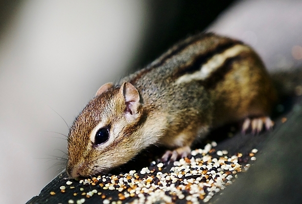 포토 JPG 해외이미지 동물 백그라운드 캐나다 사람없음 갈색 회색 닫기 숲 호기심 그림 고립 해외202004 해외포토 감정 컬러 컨셉 북아메리카 모션 파일형식 이미지허브