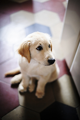 포토 JPG 해외이미지 동물 행복 새끼 주택 사람없음 반려동물 우정 흰색 황금 개 골든리트리버 리트리버 강아지 작음 송곳니 고립 기르기 유래 해외202004 해외포토 감정 컬러 포유류 건물 친구 치아 크기 돌봄 파일형식 이미지허브