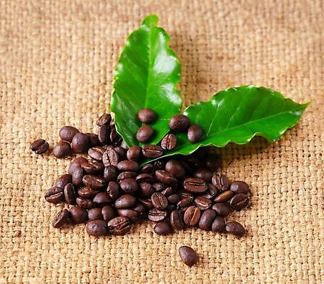 포토 JPG 해외이미지 식물 커피 음료 백그라운드 잎 농업 자연 콩 씨앗 사람없음 초록색 농작물 갈색 검은색 어둠 활발 직물 신선 낟알 굽기 질감 아로마 자루 에스프레소 내추럴 모카 아라비카 옛날 카페인 해외202004 해외포토 산업 컬러 컨셉 곡류 구이 생태계 파일형식 이미지허브