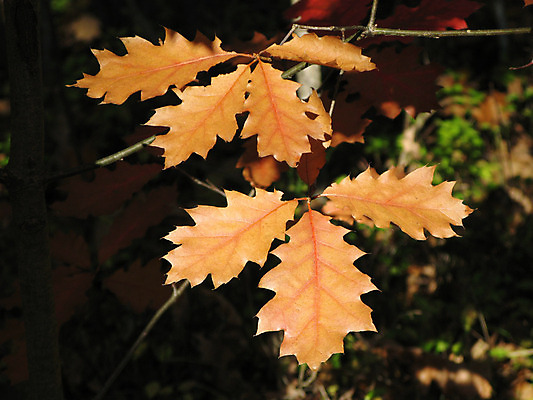 포토 JPG 해외이미지 나무 식물 계절 공원 잎 꽃무늬 오렌지 자연 휴식 사람없음 야외 빛 컬러풀 노란색 정원 슬픔 가을 나뭇가지 시골 숲 내추럴 생태학 해외202004 해외포토 공공시설 교육 꽃 감정 컬러 컨셉 무늬 과일 생태계 파일형식 이미지허브