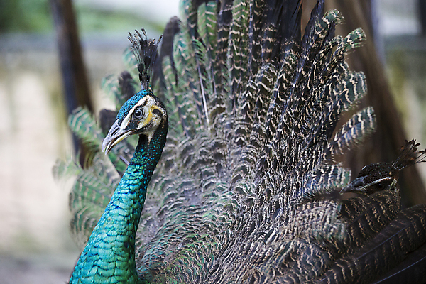 포토 JPG 해외이미지 동물 여자 남자 야생동물 백그라운드 패턴 자연 조류 왕관 기술 동물원 사람없음 가로 초록색 파란색 컬러풀 농장 머리 활발 우아함 공작 깃털 꼬리 부리 목 보여주기 꿩 수탉 기간 깃털펜 멀티 웅장함 터키석 해외202004 해외포토 컬러 컨셉 무늬 농업 모션 사람 신체부위 펜 닭 보석 수컷 생태계 파일형식 이미지허브