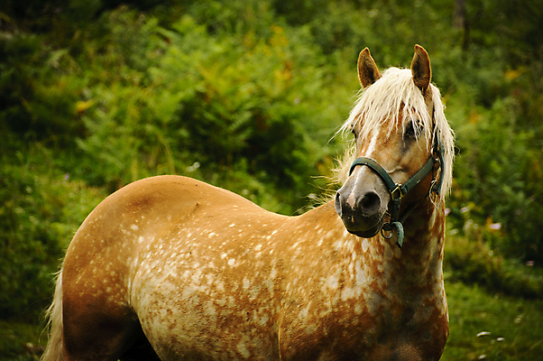 포토 JPG 해외이미지 동물 밭 포유류 자연 산 서기 풍경 사람없음 야외 초록색 여름 갈색 시골 꼬리 장면 갈기 내추럴 동물상 해외202004 해외포토 계절 컬러 농업 모션 조형물 생태계 파일형식 이미지허브