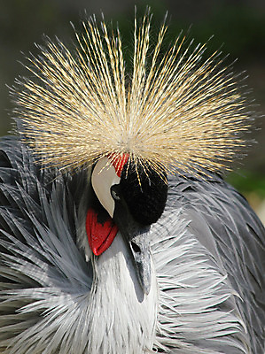 포토 JPG 해외이미지 동물 얼굴 야생동물 날개 아프리카 자연 조류 왕관 사람없음 옆모습 머리 검은색 우아함 공작 사파리 깃털 기중기 만족 부리 내추럴 이국적 해외202004 해외포토 감정 나라 뷰포인트 컬러 컨셉 신체부위 중장비 생태계 파일형식 이미지허브