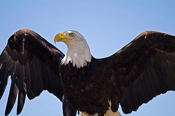 포토 JPG 해외이미지 동물 응시 얼굴 야생동물 자연 조류 종류 앉기 사람없음 야외 갈색 미국 자유 흰색 닫기 심볼 깃털 부리 독수리 대머리 멸종 무료 웅장함 포식 해외202004 해외포토 헤어스타일 시선 컬러 컨셉 북아메리카 모션 신체부위 생태계 파일형식 이미지허브