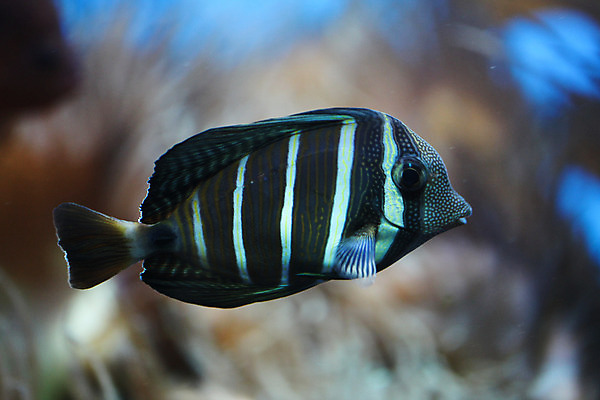 포토 JPG 해외이미지 어류 사람없음 수중 닫기 수족관 해외202004 해외포토 모션 수중동물 파일형식 이미지허브