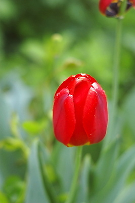 포토 JPG 해외이미지 식물 꽃잎 꽃 꽃다발 잎 꽃무늬 자연 사람없음 장식 빨간색 머리 활발 튤립 성장 벚꽃 제비꽃 원예 꽃수술 해외202004 해외포토 컬러 컨셉 무늬 취미 신체부위 생태계 파일형식 이미지허브