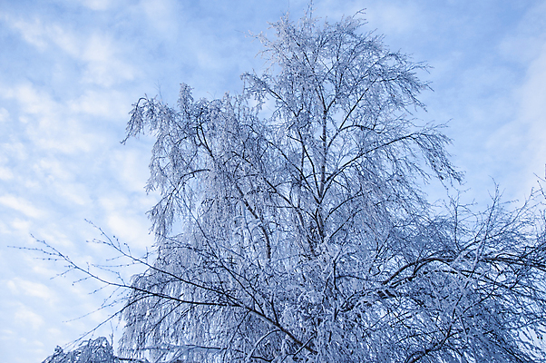 포토 JPG 해외이미지 나무 식물 디자인 계절 백그라운드 크리스마스 겨울 자연 하늘 날씨 휴가 새로움 사람없음 야외 목재 장식 파란색 환경 냉동 얼음 추위 흰색 신선 눈송이 숲 12월 묘사 서리 부드러움 나무껍질 솜털 자작나무 내추럴 폭설 눈내림 해외202004 해외포토 자연요소 기념일 컬러 컨셉 재료 눈_날씨 껍질 감각 날짜 자연재해 생태계 파일형식 이미지허브