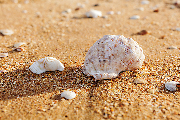 포토 JPG 해외이미지 계절 모래 바다 여행 백그라운드 컨셉 자연 조개 연체동물 해변 사람없음 햇빛 우주 껍질 소라 질감 가리비 흙더미 멀티 해외202004 해외포토 어패류 무척추동물 태양 흙 생태계 파일형식 더미 이미지허브