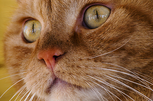 포토 JPG 해외이미지 동물 포유류 수염 털 사람없음 반려동물 머리 검은색 고양이 흰색 닫기 코 솜털 주목 총구 해외202004 해외포토 컬러 모션 신체부위 파일형식 이미지허브