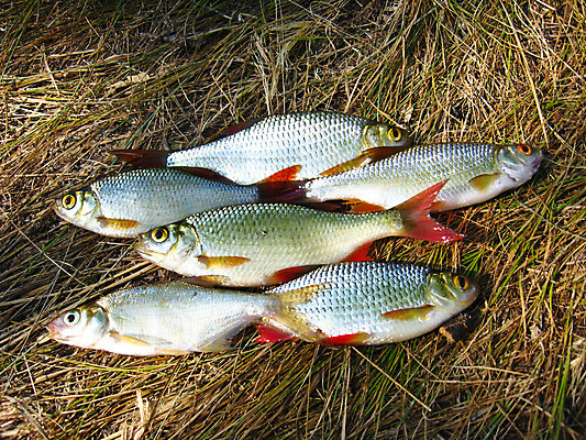 포토 JPG 해외이미지 동물 접시 음식 스포츠 바다 조각 2 재료 자연 탁자 낚시 건강 육류 어류 취미 사람없음 빨간색 머리 주방 식사 튀김 흰색 신선 잡기 맛 은색 자르기 먹기 해산물 꼬리 날것 냄새 단백질 해외202004 해외포토 식기 컬러 가구 컨셉 식재료 모션 레저 신체부위 수중동물 생태계 영양소 파일형식 이미지허브