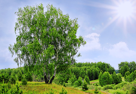 포토 JPG 해외이미지 나무 구름 1 여행 밭 자연 하늘 날씨 풍경 사람없음 가로 여름 햇빛 태양 갈색 노란색 일출 황혼 일몰 봄 새벽 소나무 고독 시리얼 싱글 문학 장면 전나무 자작나무 수평선 해외202004 해외포토 자연요소 식물 계절 감정 음식 컬러 농업 노을 생태계 파일형식 이미지허브