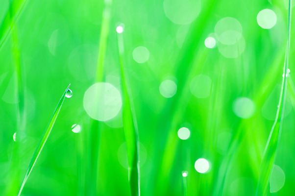 포토 JPG 해외이미지 식물 디자인 계절 공원 백그라운드 컨셉 잎 패턴 밭 자연 하늘 추상 부활절 미술 풍경 잔디 사람없음 아웃포커스 초록색 여름 빛 컬러풀 태양 정원 맑음 봄 새벽 안개 신선 닫기 보케 내추럴 블러 효과 해외202004 해외포토 자연요소 공공시설 기념일 컬러 무늬 농업 모션 날씨 문화예술 촬영기법 생태계 파일형식 이미지허브