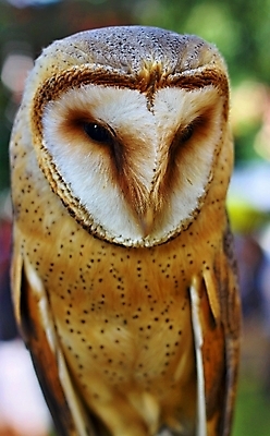 포토 JPG 해외이미지 동물 얼굴 야생동물 날개 자연 조류 사람없음 머리 먹이 육식동물 부엉이 사냥꾼 내추럴 외양간 해외202004 해외포토 직업 신체부위 생태계 파일형식 이미지허브