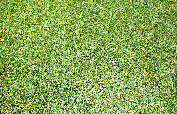 포토 JPG 해외이미지 식물 계절 백그라운드 밭 자연 잔디 사람없음 야외 초록색 여름 환경 봄 활발 성장 신선 칼날 에코 질감 내추럴 생태학 해외202004 해외포토 교육 컬러 컨셉 농업 생태계 파일형식 이미지허브