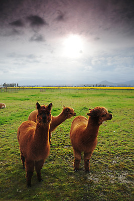 포토 JPG 해외이미지 동물 야생동물 포유류 자연 하늘 털 사람없음 반려동물 태양 농장 갈색 머리 가축 코트 양모 알파카 양털 페루 해외202004 해외포토 자연요소 컬러 농업 신체부위 외투 직물 남아메리카 생태계 파일형식 이미지허브