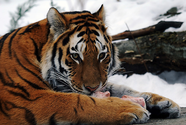 포토 JPG 해외이미지 동물 야생동물 포유류 털 사람없음 고양이 줄무늬 호랑이 육식동물 시베리아 해외202004 해외포토 무늬 반려동물 파일형식 이미지허브