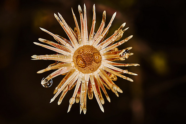 포토 JPG 해외이미지 식물 꽃 꽃무늬 오렌지 자연 검은배경 추상 사람없음 물 여름 빛 태양 어둠 슬픔 벚꽃 죽음 원형 신비 서식 마법 스타일 해외202004 해외포토 자연요소 도형 계절 감정 백그라운드 컨셉 무늬 과일 검은색 생태계 파일형식 이미지허브