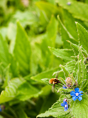 포토 JPG 해외이미지 식물 동물 계절 꽃잎 꽃 곤충 잎 꽃무늬 밭 날개 자연 사람없음 야외 초록색 여름 컬러풀 노란색 정원 봄 활발 벚꽃 흰색 나뭇가지 신선 개화 닫기 수분 벌 원예 바쁨 꽃가루 꿀 내추럴 꽃수술 해외202004 해외포토 나무 컬러 컨셉 무늬 농업 모션 취미 가루 생태계 파일형식 이미지허브