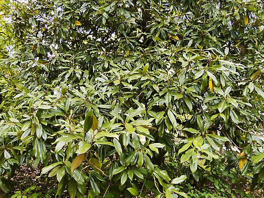 포토 JPG 해외이미지 식물 디자인 계절 꽃잎 꽃 분홍색 꽃다발 백그라운드 잎 꽃무늬 패턴 일러스트 자연 미술 잔디 사람없음 목재 장식 빨간색 초록색 정원 보라색 봄 벚꽃 흰색 나뭇가지 신선 개화 닫기 4월 5월 꽃집 제비꽃 원예 라일락 내추럴 고립 해외202004 해외포토 나무 컬러 무늬 재료 모션 문화예술 취미 상점 날짜 생태계 파일형식 이미지허브