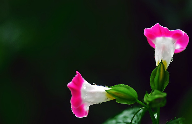 포토 JPG 해외이미지 식물 꽃 분홍색 잎 사람없음 빨간색 초록색 정원 보라색 가을 화단 해외202004 해외포토 계절 컬러 파일형식 이미지허브