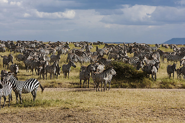 포토 JPG 해외이미지 식물 야생동물 포유류 아프리카 하늘 사람없음 초록색 파란색 검은색 줄무늬 흰색 그룹 황무지 군중 방목 얼룩말 동물상 탄자니아 많음 해외202004 해외포토 동물 나라 컬러 컨셉 무늬 사람 조형물 말_동물 축산업 파일형식 이미지허브