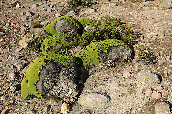포토 JPG 해외이미지 식물 디자인 공원 백그라운드 패턴 자연 산 이끼 풍경 사람없음 초록색 빛 컬러풀 환경 젖음 성장 바위 신비 묘사 질감 암초 마법 내추럴 고립 곰팡이 생태학 페루 화강암 해외202004 해외포토 공공시설 교육 컬러 컨셉 무늬 암석 돌_바위 남아메리카 생태계 파일형식 이미지허브