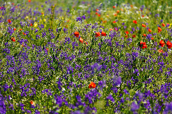 포토 JPG 해외이미지 나무 식물 구름 꽃 백그라운드 잎 밭 농업 자연 하늘 풍경 사람없음 야외 가로 초록색 여름 파란색 농작물 햇빛 태양 농장 머리 우주 환경 침묵 봄 활발 들꽃 자유 시골 신선 땅 데이지 장면 평야 수평선 해외202004 해외포토 자연요소 계절 산업 컬러 컨셉 신체부위 소리 생태계 파일형식 이미지허브