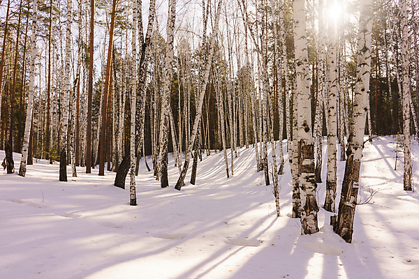 포토 JPG 해외이미지 나무 계절 공원 백그라운드 캐나다 겨울 자연 하늘 아침 날씨 노르웨이 핀란드 풍경 사람없음 야외 목재 파란색 빛 햇빛 환경 맑음 얼음 검은색 봄 추위 흰색 나뭇가지 소나무 숲 4월 속도 에코 러시아 장면 자작나무 생태학 눈내림 해외202004 해외포토 주간 자연요소 식물 공공시설 교육 유럽 컬러 북아메리카 재료 눈_날씨 북유럽 태양 날짜 생태계 파일형식 이미지허브