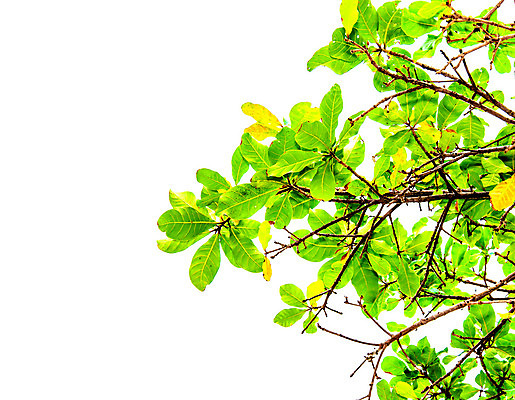 포토 JPG 해외이미지 나무 식물 공원 곤충 백그라운드 잎 자연 프레임 그림자 사람없음 야외 초록색 태양 우주 정원 맑음 침묵 봄 성장 흰색 나뭇가지 신선 투명 숲 묘사 유기농 질감 내추럴 고립 디테일 해외202004 해외포토 자연요소 동물 웰빙 계절 공공시설 컬러 날씨 소리 생태계 파일형식 이미지허브