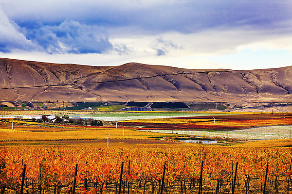 포토 JPG 해외이미지 식물 음식 잎 밭 농업 오렌지 과일 자연 포도 풍경 사람없음 야외 초록색 컬러풀 농장 와인 계곡 수확 성장 가을 시골 신선 유기농 밭일 양조 양조장 워싱턴 해외202004 해외포토 웰빙 계절 산업 컬러 주류 미국 생태계 파일형식 이미지허브