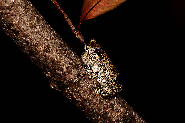 포토 JPG 해외이미지 나무 야생동물 백그라운드 자연 개구리 양서류 앉기 사람없음 반려동물 점프 검은색 회색 젖음 나뭇가지 작음 육식동물 고립 끈적임 해외202004 해외포토 식물 동물 컬러 모션 크기 생태계 파일형식 이미지허브