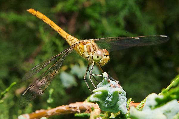 포토 JPG 해외이미지 동물 야생동물 여행 곤충 날개 자연 사람없음 초록색 여름 파란색 컬러풀 환경 벌레 잠자리 묘사 꼬리 내추럴 동물상 해외202004 해외포토 계절 컬러 조형물 생태계 파일형식 이미지허브