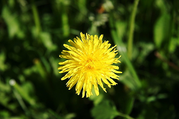 포토 JPG 해외이미지 꽃 밭 자연 풍경 사람없음 초록색 여름 환경 봄 벚꽃 시골 오픈 개화 민들레 5월 싱글 심플 장면 내추럴 평야 해외202004 해외포토 식물 계절 컬러 농업 날짜 생태계 파일형식 이미지허브