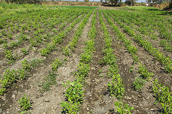 포토 JPG 해외이미지 식물 산업 음식 줄기 백그라운드 잎 밭 농업 채소 자연 콩 건강 사람없음 초록색 농작물 햇빛 농장 정원 흙 봄 수확 성장 나뭇가지 시골 신선 땅 유기농 날것 내추럴 꼬투리 대두 땅바닥 밭일 세련 비건 해외202004 해외포토 나무 웰빙 계절 컬러 곡류 바닥 태양 생태계 채식주의자 파일형식 이미지허브