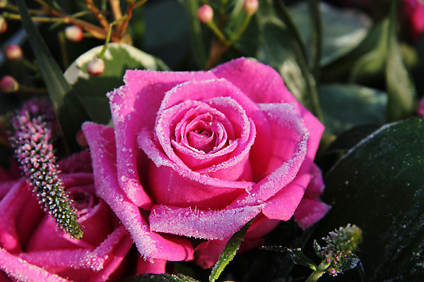 포토 JPG 해외이미지 식물 꽃잎 꽃 분홍색 조각 결혼 컨셉 잎 크리스마스 겨울 꽃무늬 사람없음 햇빛 태양 장미 냉동 얼음 추위 백발 꽃집 서리 결정체 반투명 눈내림 해외202004 해외포토 자연요소 헤어스타일 계절 기념일 컬러 무늬 눈_날씨 이벤트 상점 파일형식 이미지허브