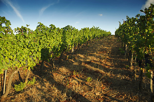 포토 JPG 해외이미지 여행 잎 밭 농업 과일 자연 포도 풍경 사람없음 초록색 농장 와인 이탈리아 수확 가을 시골 포도밭 줄서기 토스카나 해외202004 해외포토 식물 계절 유럽 산업 컬러 모션 주류 생태계 파일형식 이미지허브